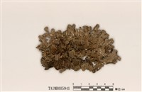 藏品(裸緣梅衣屬)的圖片